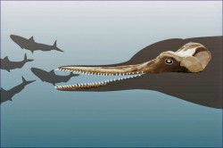 Fosilele unor delfini dintr-o specie disparuta, descoperite in Peru