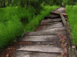 Ecoturism - Tinovul Mare Poiana Stampei, pe intelesul tuturor