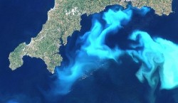 Unele specii de alge oceanice pot evolua rapid, ca sa se adapteze la incalzirea globala
