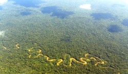 Cati copaci sunt in Padurea Amazoniana?