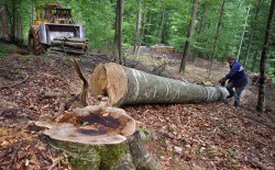 Cum exploateaza masa lemnoasa cea mai mare companie forestiera din tara noastra . Cum inchid Autoritatile ochii iar anchetatorii le dau concursul !