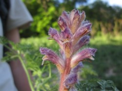 A fost descoperita o noua planta in flora Romaniei