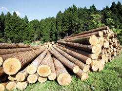 ANRP, noi sesizari privind retrocedarile de terenuri: Vizate, peste 2.600 de hectare de padure din judetul Prahova