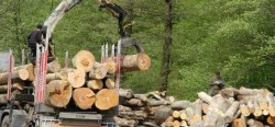 Comisia pentru mediu a Camerei a avizat proiectul Codului Silvic. Doina Pana: E un cod foarte benefic
