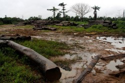 Liberia primeste bani de la Norvegia ca sa nu-si mai taie padurile