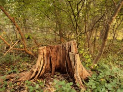 Impotenta clasei politice in solutionarea problemelor stringente ale sectorului forestier din Romania