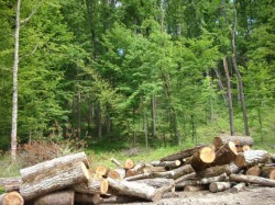 Peste 230 de firme care exploateaza lemn si 18 ocoale silvice vor utiliza “Radarul padurii”