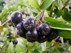 Aronia stimuleaza regenerarea musculara