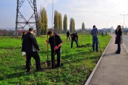 Copaci pentru tot orasul: In aceasta toamna, in Oradea vor fi plantati peste 800 de puieti, fiecare cu o garantie de doi ani