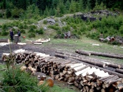 Sumal tine departe de paduri hotii de lemne