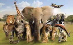 Alerta ecologica pe Terra! Numarul animalelor salbatice a scazut la jumatate, iar oamenii sunt principalii vinovati pentru acest dezastru!