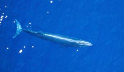 Cel mai amenintat animal din lume: o specie abia descoperita e pe cale de disparitie