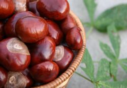 Pe 23 martie incepe campania de plantare a puietilor de castan in Gorj