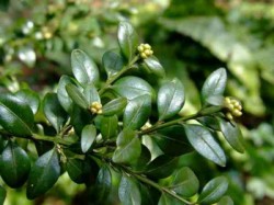 Planta care traieste pana la 600 de ani, cel mai puternic remediu natural impotriva bolilor