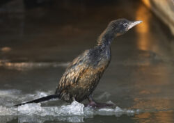Actiune de protejare a cormoranului pitic in Parcul National Portile de Fier