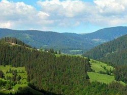 Peste 5,5 % din suprafata paduroasa a tarii sunt paduri distruse