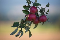 10 reguli de urmat atunci cand plantezi un pom fructifer
