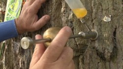 Tratarea bolilor la copaci cu injectii de usturoi