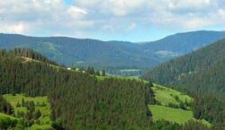 Despre paduri si ursii harghiteni, de vorba cu directorul WWF Romania