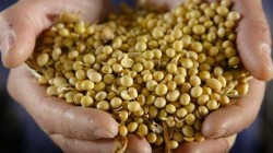 Nini Sapunaru: Suntem pregatiti sa cultivam soia modificata genetic
