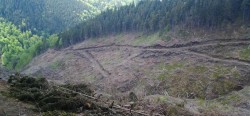 Judetul Valcea este raiul defrisarilor masive de paduri si taierilor ilegale de lemne