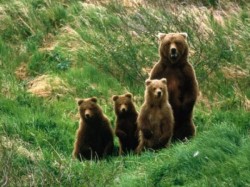 Doi ursi chinuiti intr-o gradina zoologica din Armenia vor ajunge in rezervatia de la Zarnesti