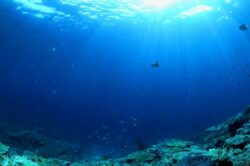 Viata marina, in pericol. PH-ul oceanelor a crescut cu 26% fata de epoca preindustriala