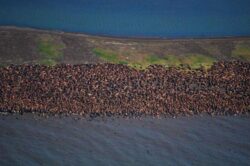 Zboruri deviate in Alaska, pentru a nu fi speriate morsele afectate de incalzirea globala