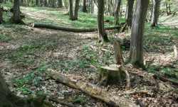 Plati de silvomediu prin PNDR