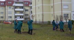 Bacau: Se planteaza copaci
