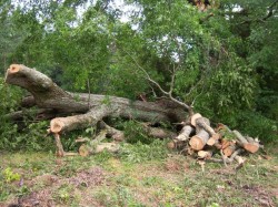 Proprietarii de padure, haituiti de autoritati si de „baietii destepti”