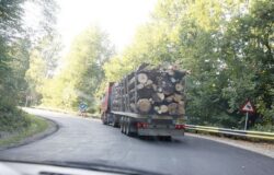 Miza retrocedarilor ilegale de paduri. Exportul de cherestea, o afacere in crestere