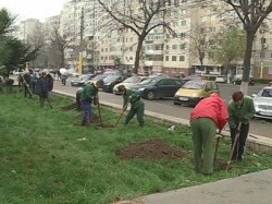 Constanta verde! 13 mii de arbori, cel mai mare proiect de plantare din ultimul sfert de veac