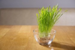 Iarba de grau este un leac natural foarte bun