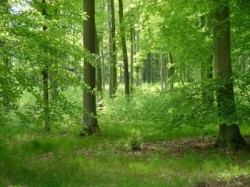 Ziua Internationala a Pamantului: SUA anunta masuri contra schimbarilor climatice