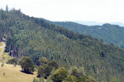 ANRP sesizeaza Parchetul privind retrocedarea a 980 de hectare de padure din Magureni-Prahova