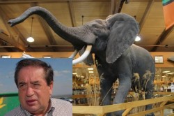 Miliardarul Ioan Niculae, la vanatoare de elefanti in Africa de Sud