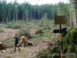 Nereguli ca-n codru la Directiile Silvice