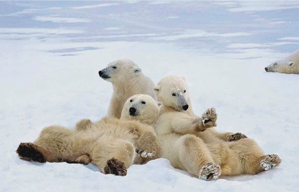 polar Ursul polar este de acum specie protejat? prin Conven?ia de la Bonn. Leul african nu a fost inclus din cauza lipsei de informa?ii