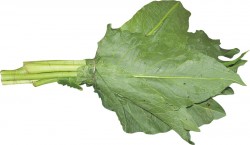Stevia reduce senzatia de foame