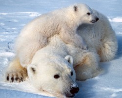 Noi specii de animale protejate