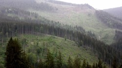 Cum oprim taierile ilegale de padure din Romania – solutii alternative