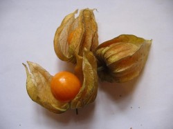 Catina incasa, fructul care previne si trateaza LEUCEMIA, HEPATITA si REUMATISMUL