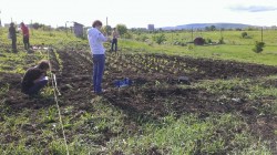 Gradina Comunitara pe strada Soporului. Eco Ruralis va invita sa va cultivati legumele si sa salvati semintele traditionale