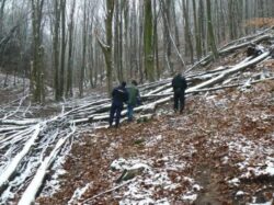 Un tanar de 14 ani cercetat pentru infractiuni silvice