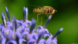 O fotografie in care o musculita saruta un ciulin a castigat premiul British Ecological Society