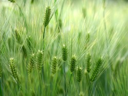 Calitatile medicinale ale orzului verde