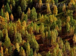 Anchetele privind retrocedarile iau amploare. ANRP cere verificari pentru 2.700 ha de padure restituite mostenitorilor Cantacuzino