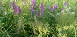 Cultura plantelor medicinale, o afacere ecologica