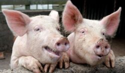 De ce nu este bine sa mancam carne de porc?